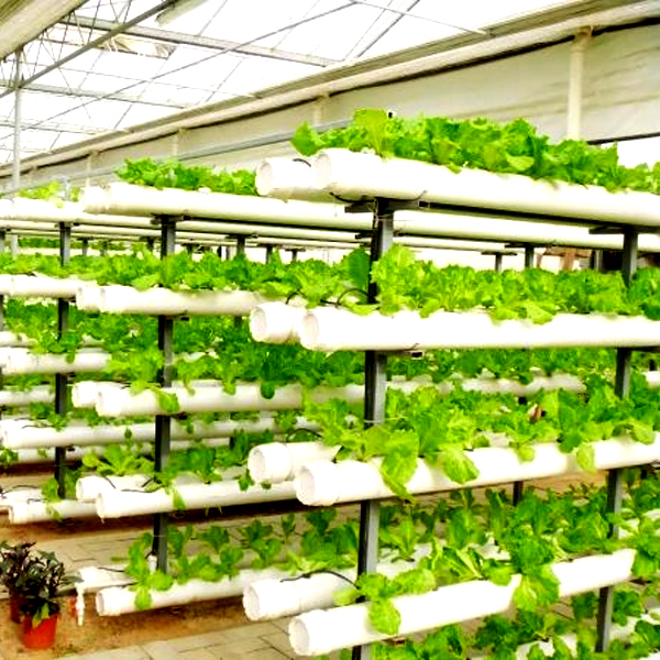 Buiten hydrocultuur torenkweek - Hydroponic System recensie en prijs