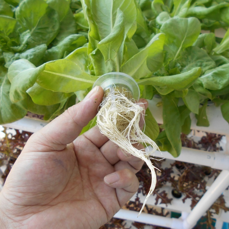 3-laags PVC buis hydrocultuurs - Hydroponic System recensie en prijs