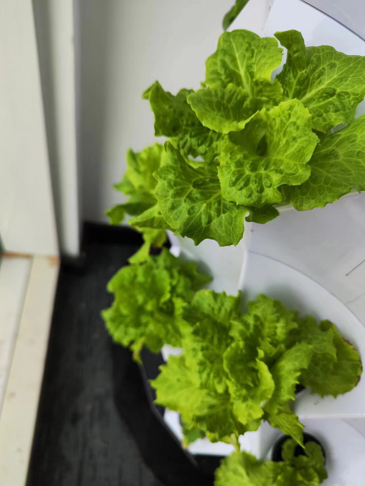 Automatische druppelirrigaties - Hydroponic System recensie en prijs